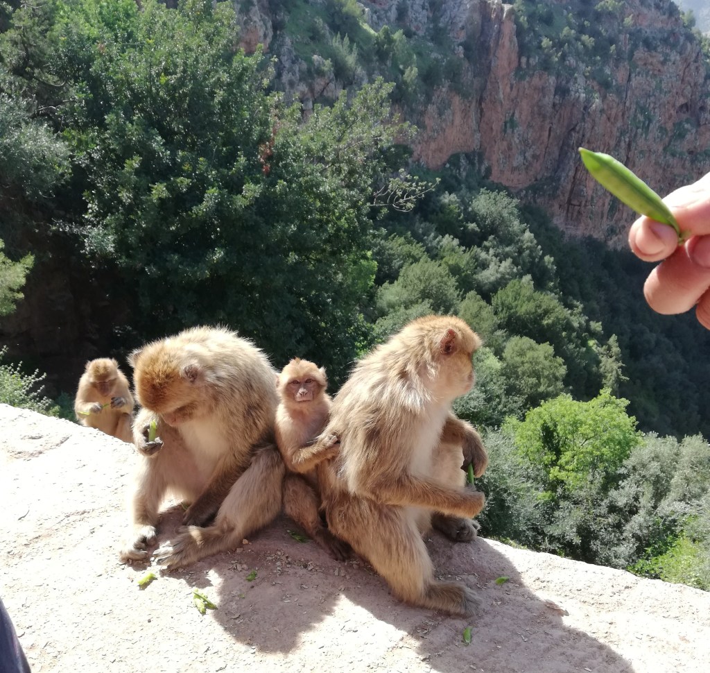 DÍA 3. Excursión CASCADAS DE&nbsp;OUZOUD